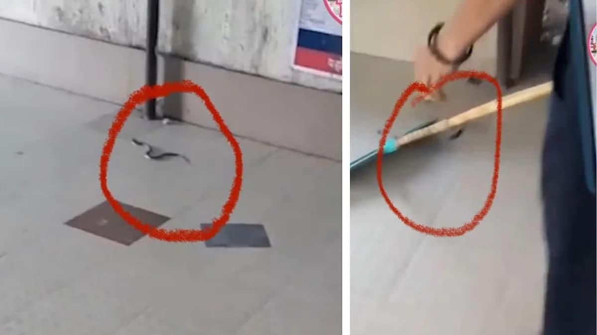 A snake crawling across the floor of an outpatient department corridor while hospital staff watch from a distance
