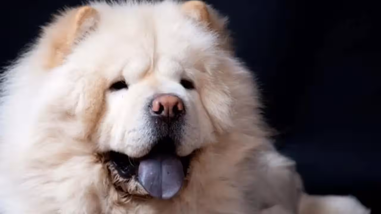 A Chow Chow dog with its distinctive blue-black tongue visible