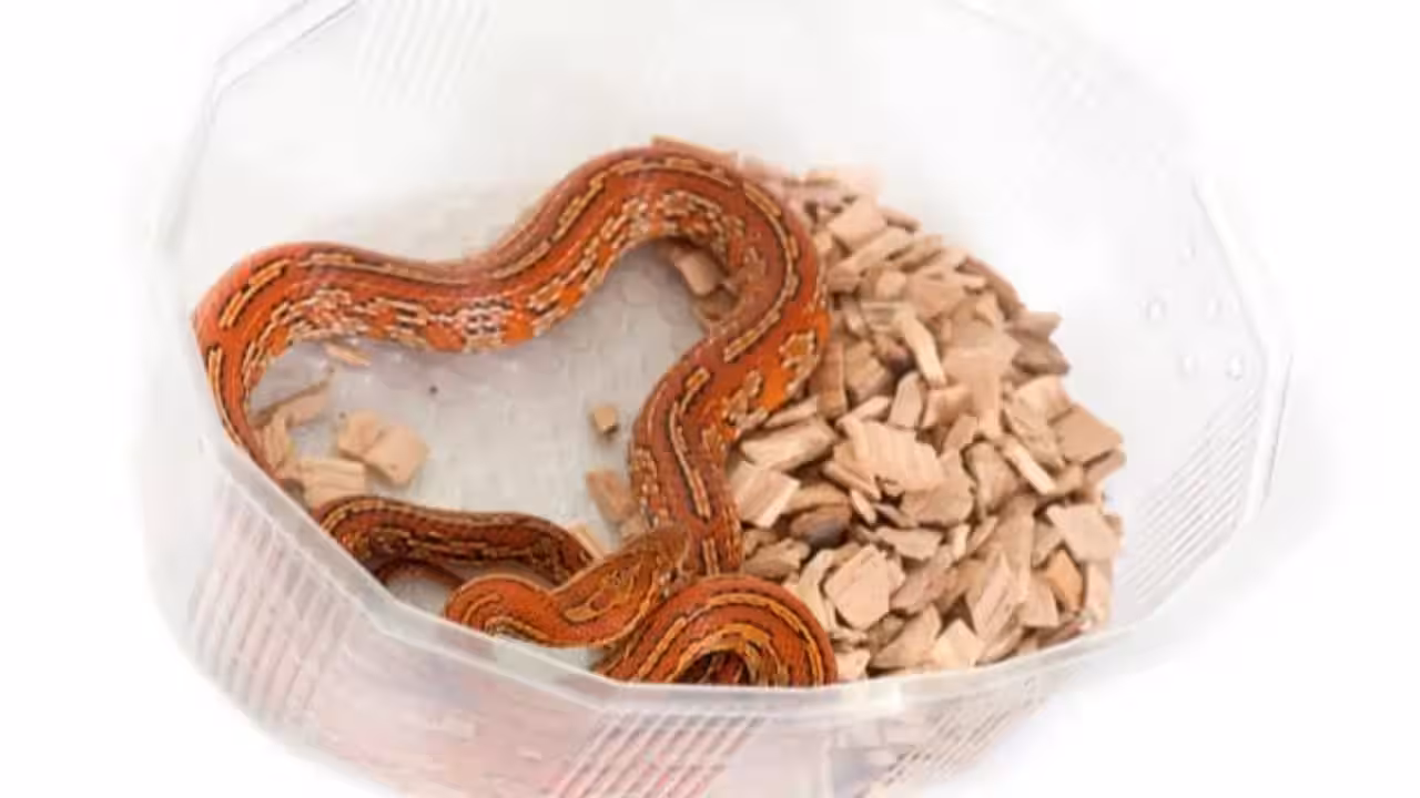 A small snake coiled near the soil inside a terracotta flower pot in a garden setting.